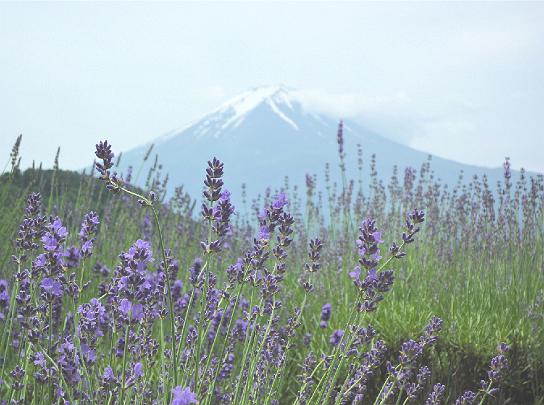 070 Japan Mt Fuji view.jpg - The delegates enjoyed the refreshing, settled atmosphere around Mount Fuji in Japan.